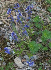 Polygala amara amara