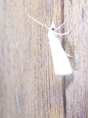 Urola nivalis