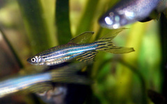 Zebra Danio photo 3