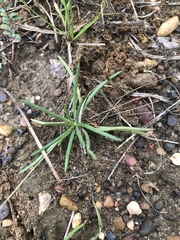 Phemeranthus parviflorus