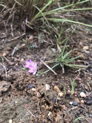 Phemeranthus parviflorus