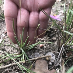 Phemeranthus parviflorus