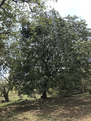 Cynophalla amplissima