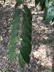 Cynophalla amplissima