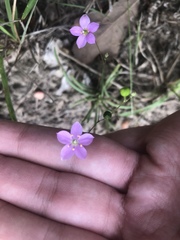 Phemeranthus parviflorus