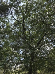 Cynophalla amplissima