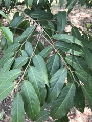 Cynophalla amplissima