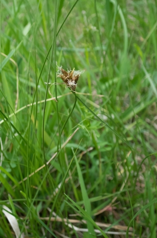 Осока ранняя (Растения Тюменского района и Тюмени. Часть 1.) · iNaturalist