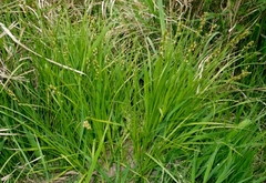 Carex divulsa