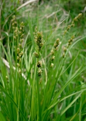 Carex divulsa
