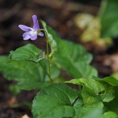 Viola × bavarica