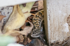 Elgaria multicarinata webbii