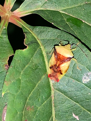 Elasmostethus atricornis