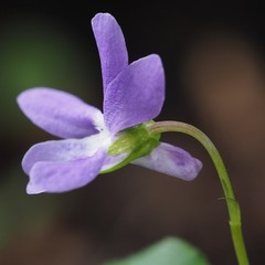 Viola × bavarica