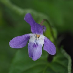 Viola × bavarica
