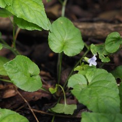 Viola reichenbachiana