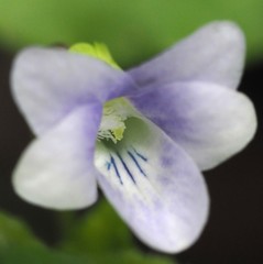 Viola reichenbachiana