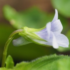 Viola reichenbachiana