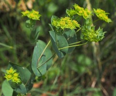 Bupleurum rotundifolium