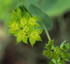 Bupleurum rotundifolium