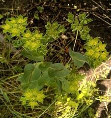 Bupleurum rotundifolium