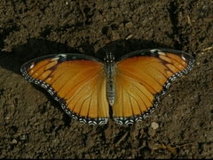 Hypolimnas misippus