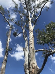 Eucalyptus saligna