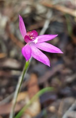 Caladenia hillmanii
