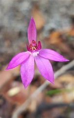 Caladenia hillmanii