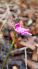 Caladenia hillmanii