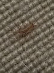 Scutigera coleoptrata