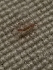 Scutigera coleoptrata