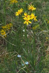 Tephroseris integrifolia serpentini