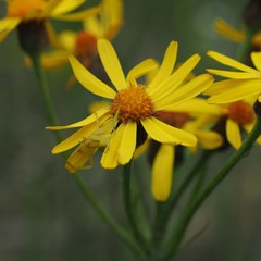 Tephroseris integrifolia serpentini