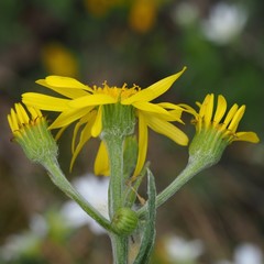Tephroseris integrifolia serpentini
