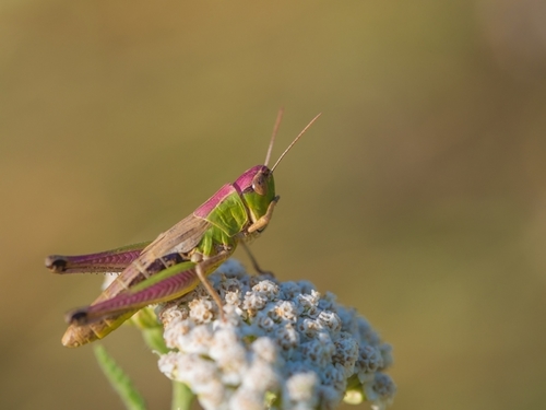 Pievinis skėriukas nuotrauka