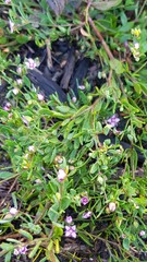 Boronia parviflora