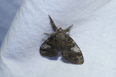 Dasychira dorsipennata