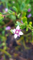 Boronia parviflora
