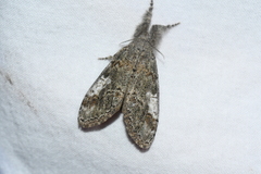 Dasychira dorsipennata