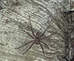 Dolomedes scriptus