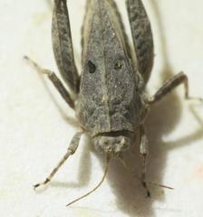 Tetrix tenuicornis