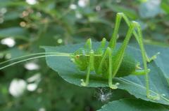 Barbitistes serricauda