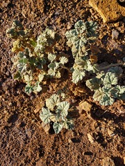 Malvella leprosa
