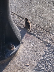 Passer domesticus