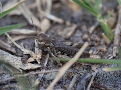 Omocestus haemorrhoidalis