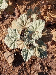 Malvella leprosa