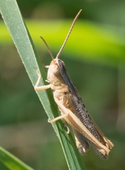 Chorthippus dichrous