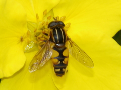 Helophilus intentus