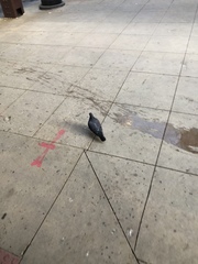 Columba livia domestica